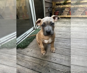 American Bully Puppy for sale in MONACA, PA, USA