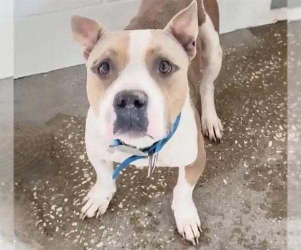 Medium Photo #3 American Bulldog-Unknown Mix Puppy For Sale in Houston, TX, USA