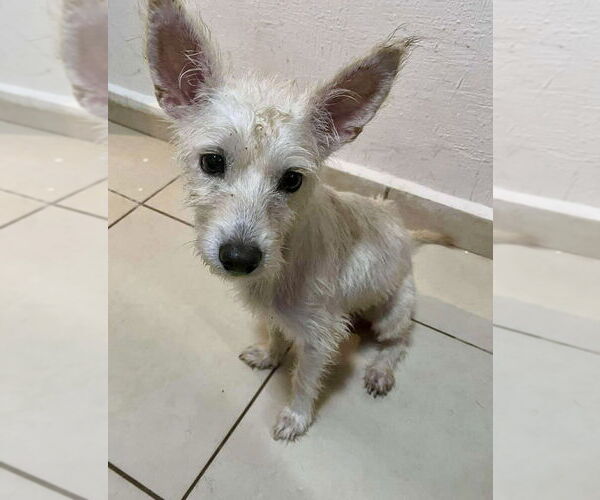 Medium Photo #3 Mutt Puppy For Sale in San Diego, CA, USA