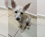 Small #2 Mutt