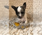 Small #2 Chihuahua