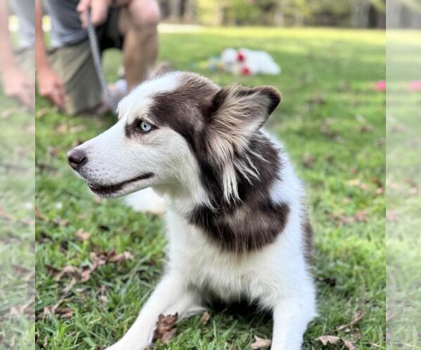 Medium Photo #7 Siberian Husky-Unknown Mix Puppy For Sale in Yardley, PA, USA