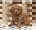 Small #3 Cavapoo (Miniature)