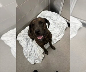 Mutt Dogs for adoption in Las Vegas, NV, USA