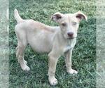 Small #1 Australian Shepherd Mix