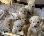 Small Photo #4 Poodle (Standard) Puppy For Sale in NASHVILLE, TN, USA