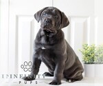 Small #1 Cane Corso