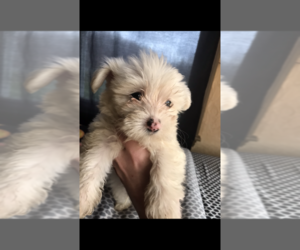 Maltichon Puppy for sale in LAKE ARIEL, PA, USA