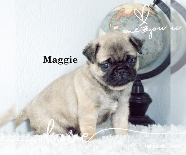 View Ad Pug Litter of Puppies for Sale near Michigan, CLARE, USA. ADN