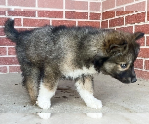 Medium Photo #4 Siberian Husky Puppy For Sale in CO SPGS, CO, USA