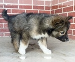 Small Photo #4 Siberian Husky Puppy For Sale in CO SPGS, CO, USA