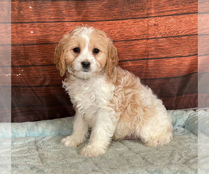 Cavachon Puppy for sale in PENNS CREEK, PA, USA