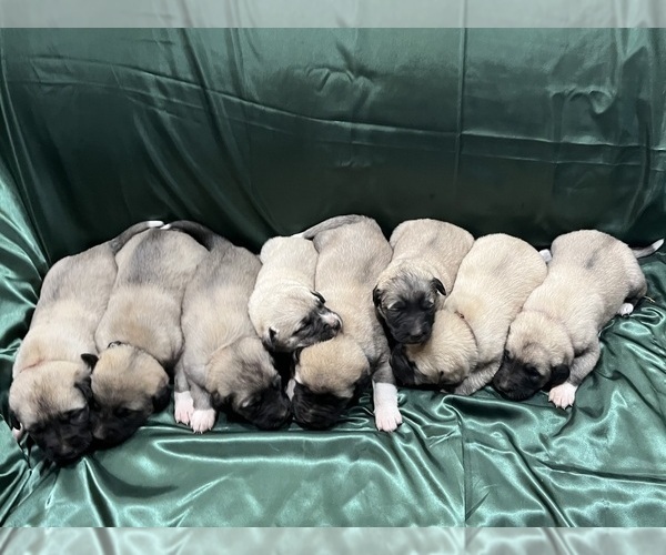 Medium Photo #18 Anatolian Shepherd Puppy For Sale in BROOKFIELD, MO, USA