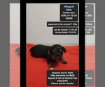 Image preview for Ad Listing. Nickname: Finn
