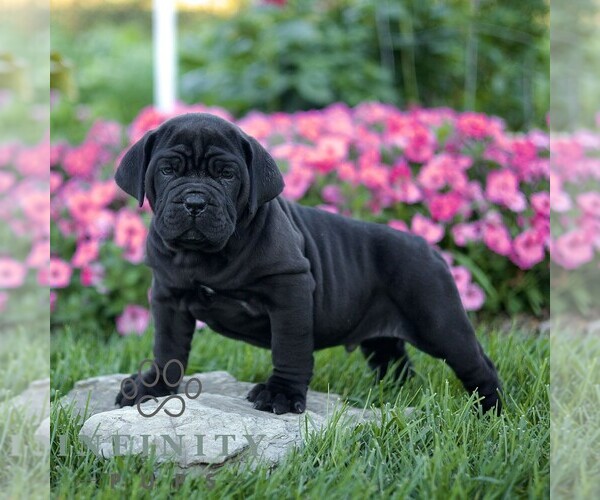 Medium Photo #4 Cane Corso Puppy For Sale in LANCASTER, PA, USA