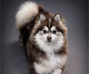 Father of the Pomsky puppies born on 03/24/2026