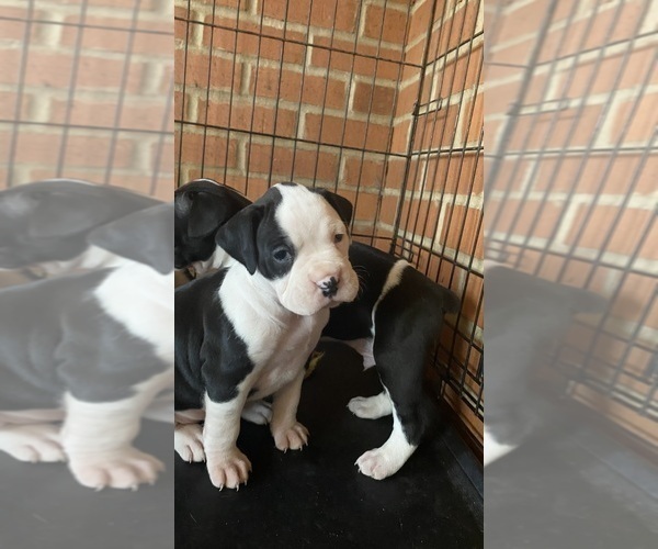 Medium Photo #3 Boxer Puppy For Sale in JACKSON, TN, USA