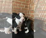 Small Photo #3 Boxer Puppy For Sale in JACKSON, TN, USA