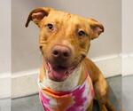 Small #1 Labrador Retriever Mix