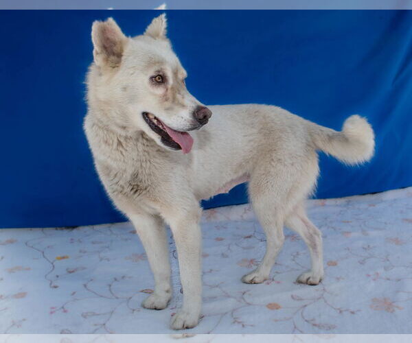 Medium Photo #2 Siberian Husky Puppy For Sale in Pasadena, CA, USA