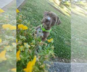 Mutt Dogs for adoption in SHERBURNE, NY, USA