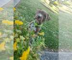 Small Mutt