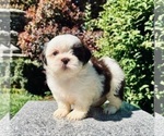 Puppy 3 Shih Tzu