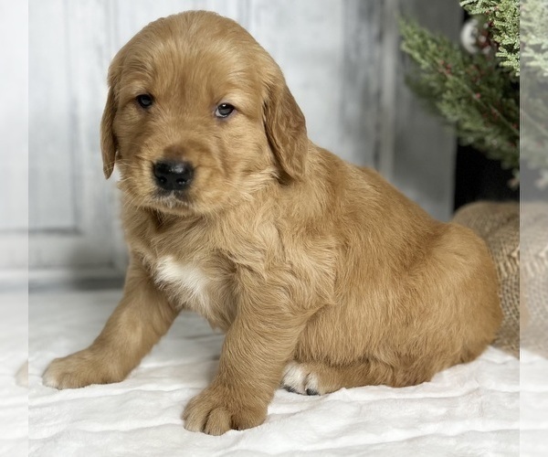 Medium Photo #6 Golden Retriever Puppy For Sale in FREDERICKSBURG, OH, USA