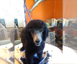 Poodle (Standard) Puppy for sale in MARION, KY, USA