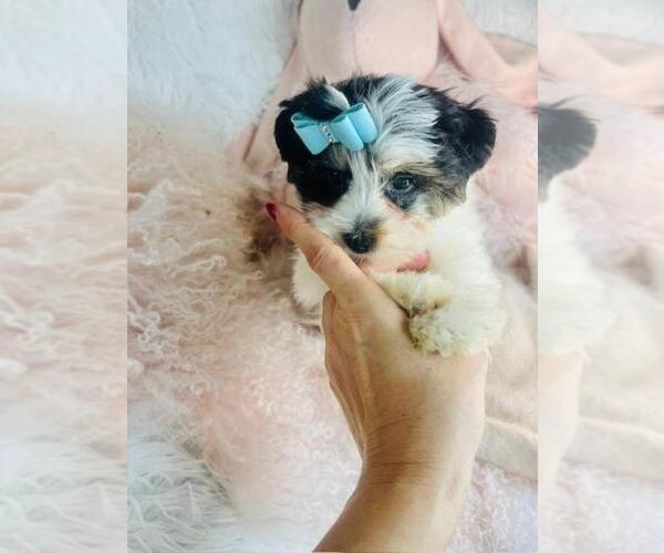 Medium Photo #1 Yorkshire Terrier Puppy For Sale in PEMBROKE PINES, FL, USA