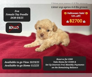 Poodle (Toy) Puppy for sale in TUCSON, AZ, USA