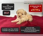 Small Poodle (Toy)