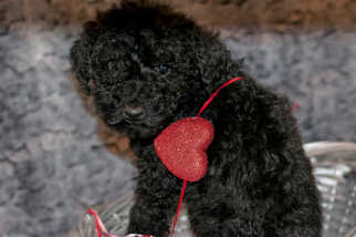 Poodle (Standard) Puppy for sale in KENT, OH, USA