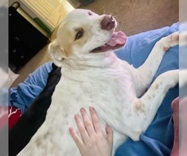 Medium Photo #2 Labrador Retriever-Unknown Mix Puppy For Sale in Missouri City, TX, USA