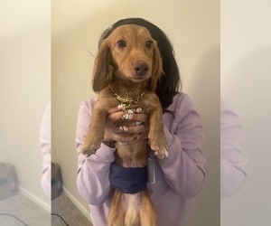 Father of the Dachshund puppies born on 12/18/2022