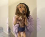 Small Photo #1 Dachshund Puppy For Sale in MARIETTA, GA, USA