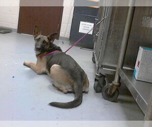 German Shepherd Dog-Unknown Mix Dogs for adoption in Fayetteville, NC, USA
