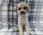 Small #3 Mutt