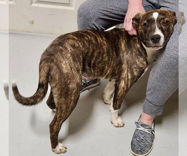 Medium Photo #31 Mutt Puppy For Sale in Mount Laurel, NJ, USA