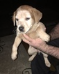 Small Photo #4 Australian Cattle Dog Puppy For Sale in STUARTS DRAFT, VA, USA