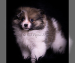 Small Photo #64 Pomeranian Puppy For Sale in WARSAW, IN, USA