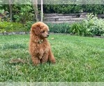 Small Photo #8 Poodle (Miniature) Puppy For Sale in KEIZER, OR, USA