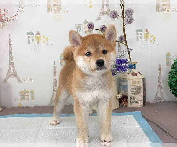 Medium Photo #4 Shiba Inu Puppy For Sale in PORTLAND, OR, USA