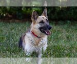 Small Photo #12 German Shepherd Dog-Unknown Mix Puppy For Sale in Kansas City, MO, USA