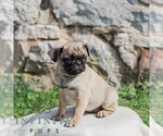 Small #2 Pug