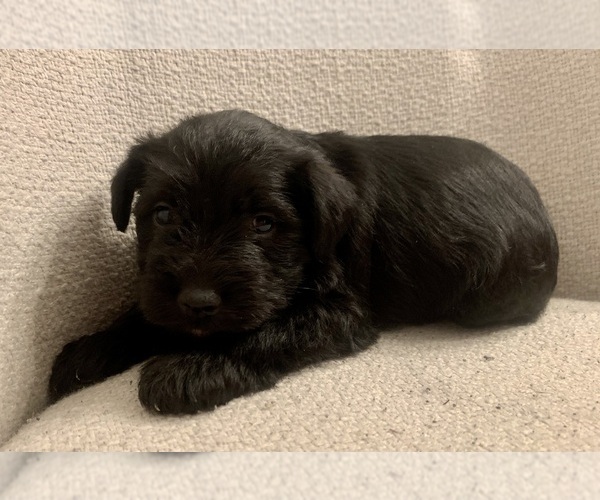 Medium Photo #1 Schnauzer (Miniature) Puppy For Sale in WALLINGFORD, PA, USA