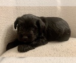 Small Photo #1 Schnauzer (Miniature) Puppy For Sale in WALLINGFORD, PA, USA