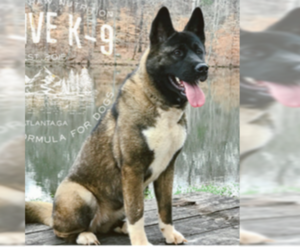 Akita Dogs for adoption in MEMORIAL SQUARE, GA, USA