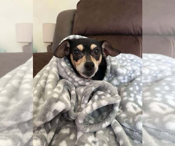 Medium Photo #3 Miniature Pinscher-Unknown Mix Puppy For Sale in Forest, VA, USA