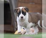 Small #3 Boxer Mix